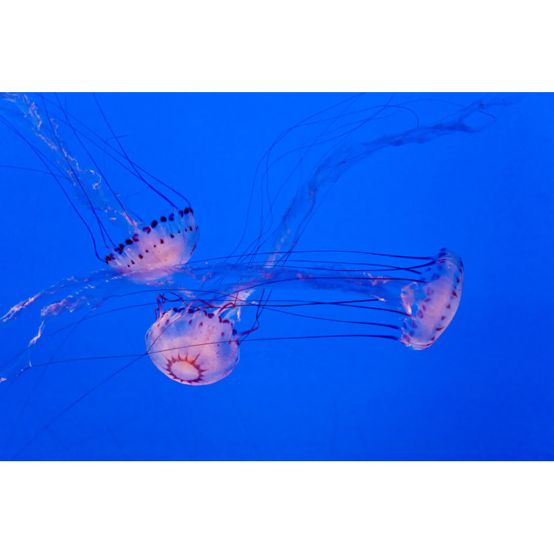Gault Beautiful Jelly Fishes by Meinzahn - Wrapped Canvas Print, 51cm H x 76cm W x 3.8cm D