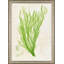 Green Sea Lettuce II Painting