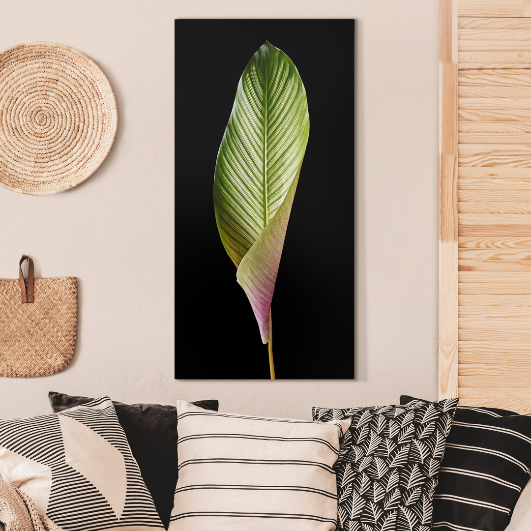 Leinwandbild Blatt Ornata Calathea