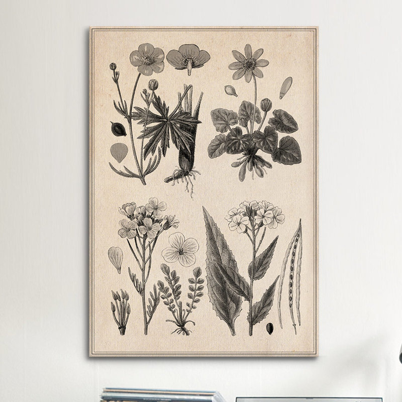 «New British Herbal Sketch», impression sur toile, H 26 po x l 18 po x P 1,5 po, Toile avec cadre noir, Pas de tapis