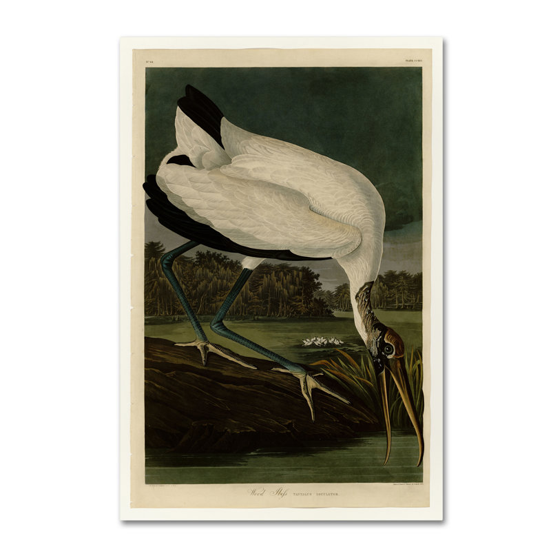 « wood ibissplate 216 », reproduction sur toile tendue, H 24 po x l 16 po