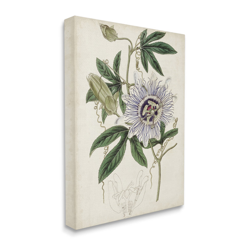 «Vintage Garden Flower Illustration Plant Anatomy Study» par Curtis - impression, H 40 po x l 30 po, Toile tendue