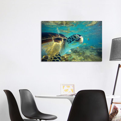 Green Sea Turtle, Balicasag Island, Philippines I 1 Piece Wrapped Canvas Wall Art