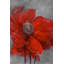 Fleur rouge dans le vent - Toile encadrée botanique | Décoration intérieure