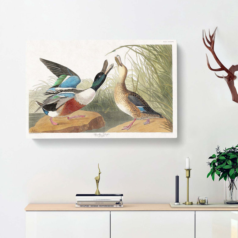 Shoveller Duck by John Audubon - Wrapped Canvas Painting, 50cm H x 76cm W x 3cm D