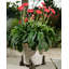 Pieds de jardinière couleur loup en bronze dans une boîte cadeau
