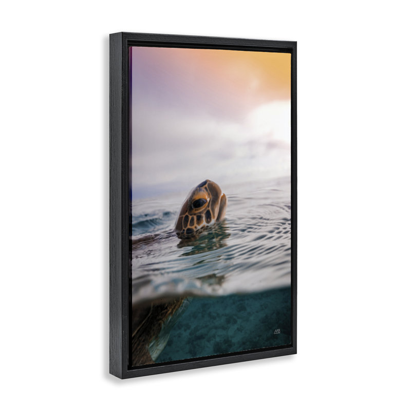  «Turtle Swim at Sunrise Floater» par Max Blakesberg Studios, H 31 po x l 21 po, Cadre flottant noir de jais