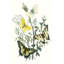 «British Butterflies II», peinture sur toile-1127871331