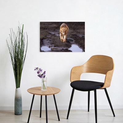Majestic African Lion Contemporary Cat Lion Nature Wildlife Wall Art Print by Jeffrey C. Sink - 1 Piece Wrapped Canvas Wall Art