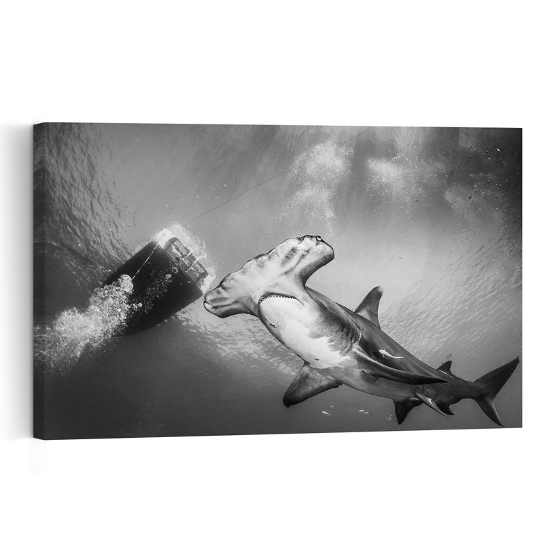 Impression d'art mural Majestic Hammerhead Swim, H 12 po x l 18 po