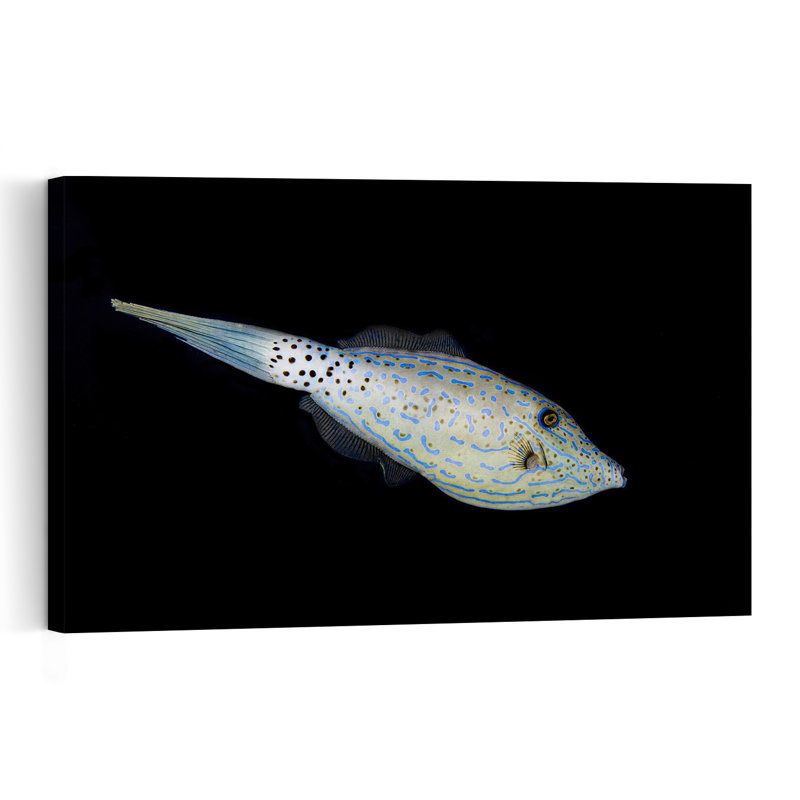 Blue Patterned Fish Colorful Fish Ocean Tropical Wall Art Print, 40.64cm H x 60.96cm W