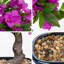 46.99cm Plant
