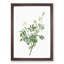 White Downy Rose by Pierre-Joseph Redoute - Picture Frame Art Prints-55612973-55612969