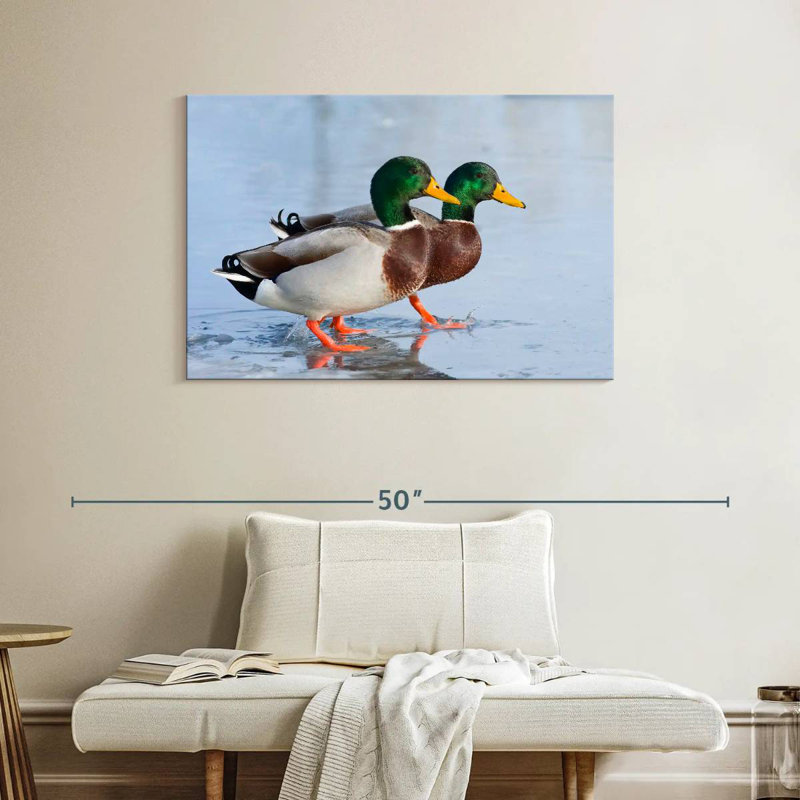 Duo canard colvert Brampt, H 26 po x l 39 po