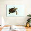 Bébé tortue Brampt-108691255