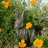 Hickerson RABBIT 33cm Driftwood Effect