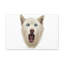 «Husky sibérien» amusant avec art mural-2054652498