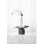 Arrangement floral orchidée en pot-70050655