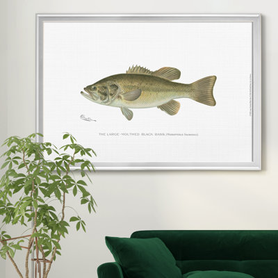 " Large Mouthed Black Bass "