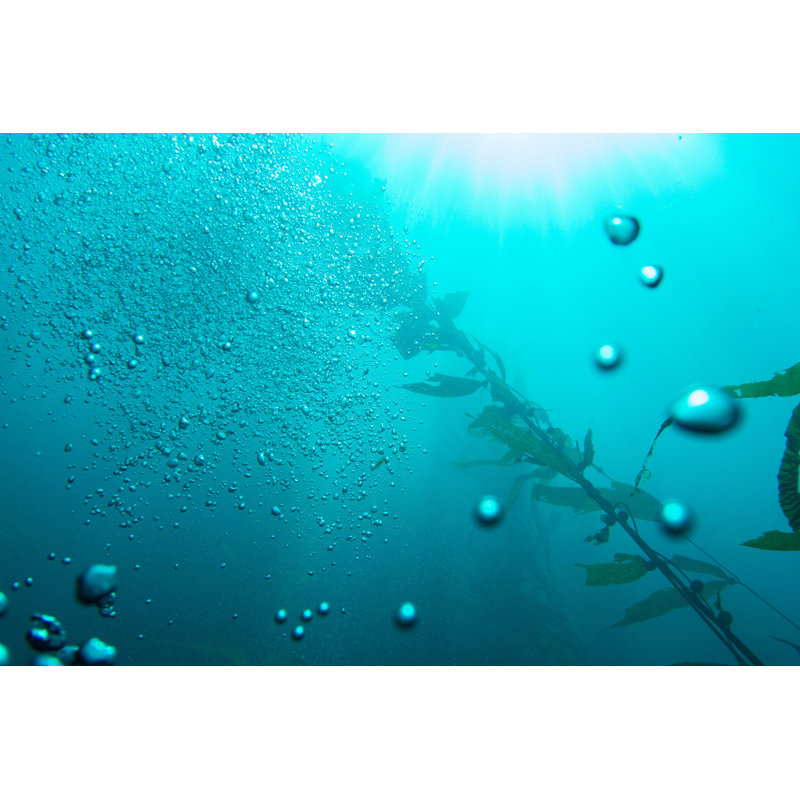 Underwater View par Jamie Lee Peterson - Photographie sur toile tendue, H 8 po x l 12 po