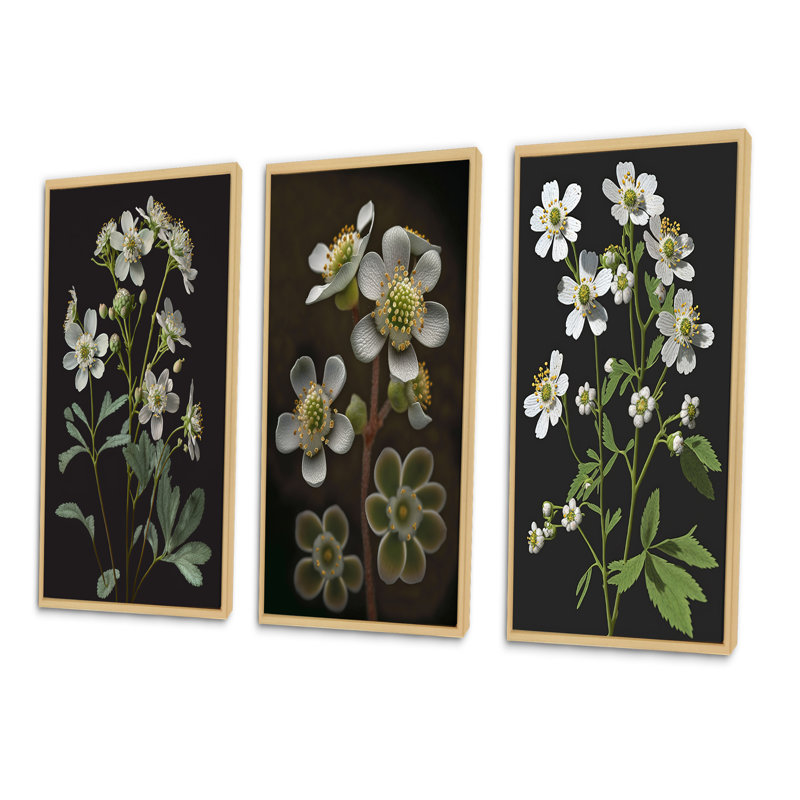 «Blossoming Diphylleia Grayi On Black», 3 pièces, H 40 po x l 60 po, Naturel