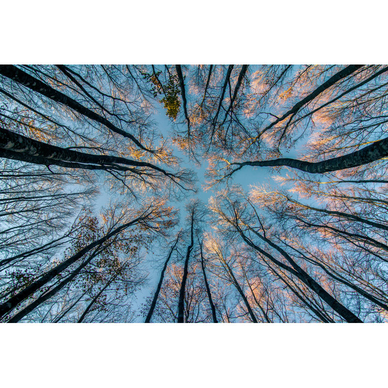 Below Tree - Wrapped Canvas Print, 30cm H x 46cm W x 3.8cm D