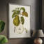 Vintage Pears IV, reproduction encadrée - bois massif-1227094471