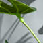 100cm Faux Ivy Plant in Cement Pot