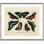 Oken's Naturalist Butterfly VII Print