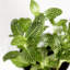 Live White Fittonia Nerve Plant in Classic Pot-70502085