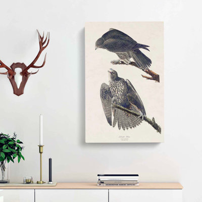 Labrador Falcons - Wrapped Canvas Print