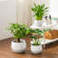 TYHPOT Ceramic Pot Planter-141006032
