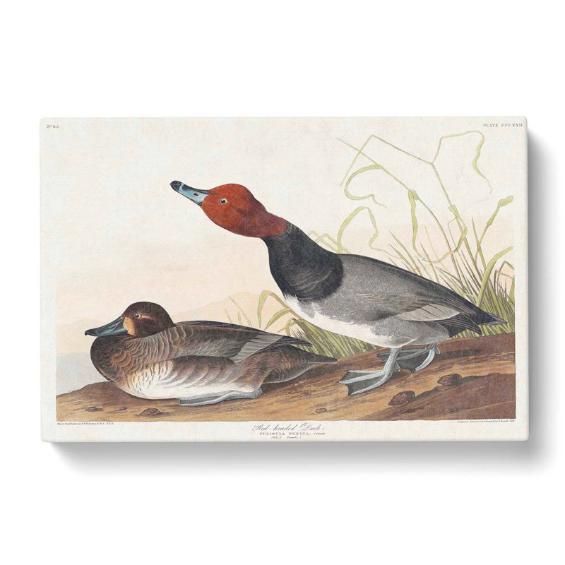 Duck by John Audubon - Wrapped Canvas, 40cm H x 60cm W x 3cm D