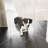 Low Zig Zag Freestanding Pet Gate-101688915