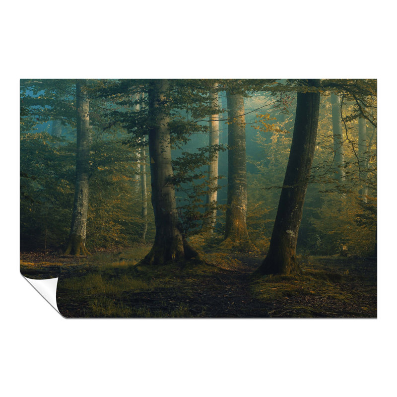 Early Morning Mysterious Forest - No Frame Print, 31cm H x 46cm W x 0.5cm D