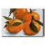 Citrus Grouping II-Gallery, toile tendue-319436743