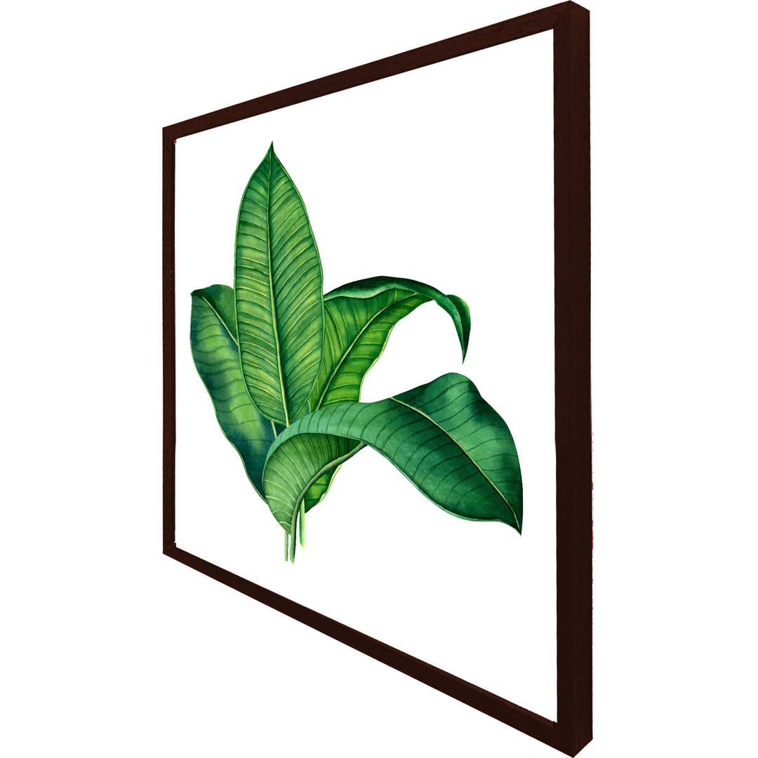 Salix Bunched Leaves - Single Picture Frame Art Prints