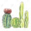 Toile botanique rouge exotique - Quatre petits cactus
