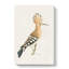 Hoopoes Bird by Von Wright - Wrapped Canvas-55360193