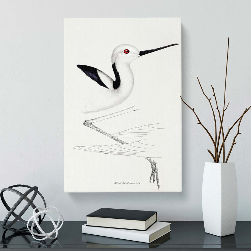 White Headed Stilt Bird by John Gould - Wrapped Canvas, 50cm H x 35cm W x 3cm D