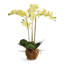 Phalaenopsis Orchid Drop-In 30"