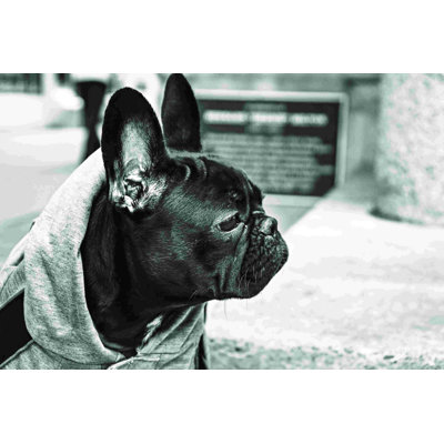 Photographie de chien - Photographie sur toile tendue