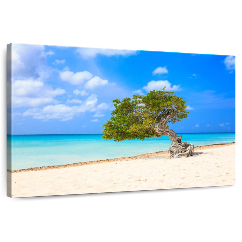 Lone Tree On Aruba Gillard