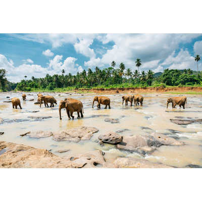 Pinnawala Elephant Orphanage - Wrapped Canvas Print