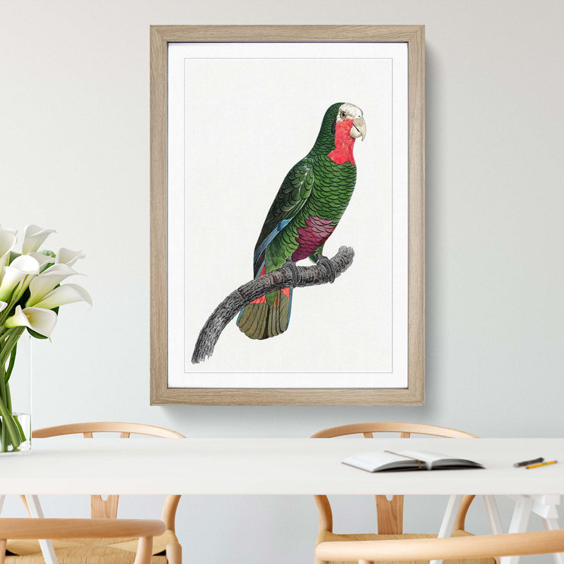 A Cuban Parrot by F. Levaillant - Framed Print, 63cm H x 45cm W x 2cm D, Oak Framed