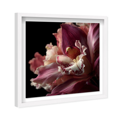 Velvet Labellum Framed Graphic Art