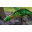 Piquet Dragon Bouncie-92580501