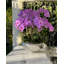 Orchid Floral Arrangement in Planter-219825536