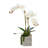 Orchid Arrangement in Pot