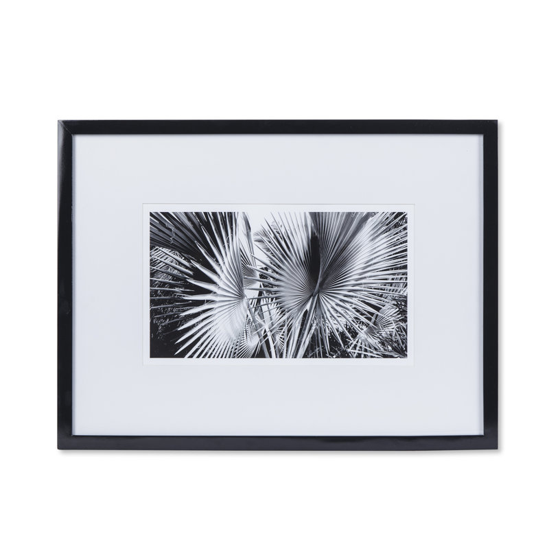 Black And White Palm Leaves C Print